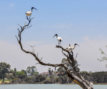 Birds perching on dead tree