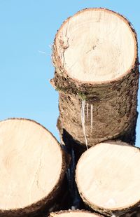 Stack of logs on tree stump