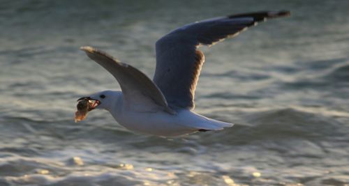 Close-up of seagull carrying prey while flying over sea