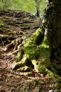 Close-up of tree