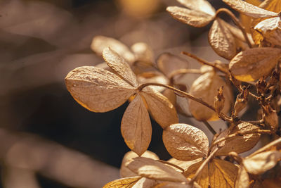 Close-up of dry leaves on plant