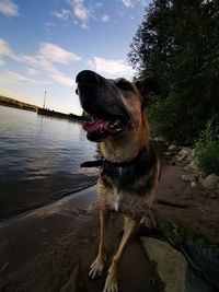 Wet dog looking away on beach with water against sky