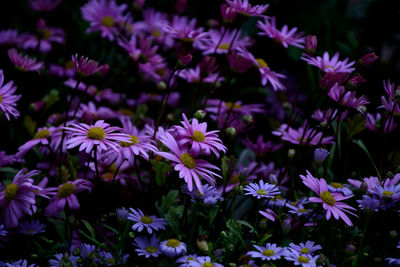 Close-up of purple flowering plants