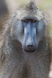 Close-up portrait of a monkey