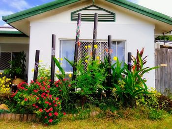 Plants growing in yard of house