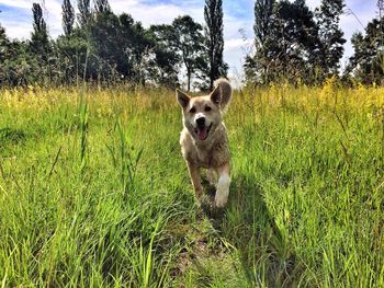 Dog on field against sky