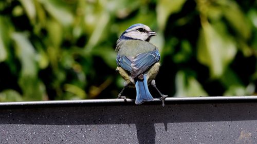 Close-up of bird perching on railing