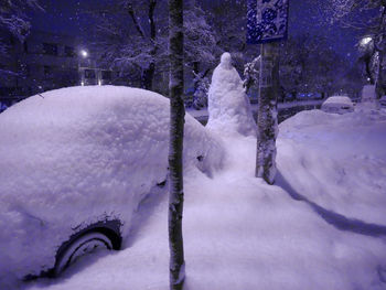 Close-up of snow covered trees