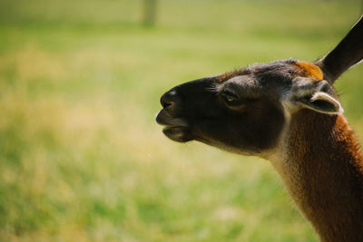 Close-up of an animal on field