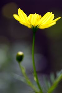 Close-up of yellow flower