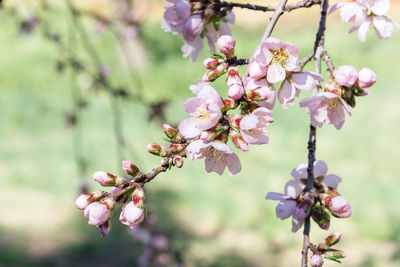Close up of flowers of almond tree at spring