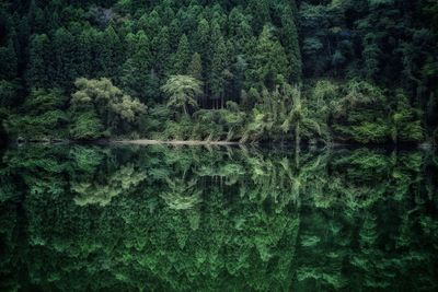 Trees by lake in forest