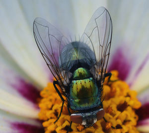 Close-up of butterfly on flower