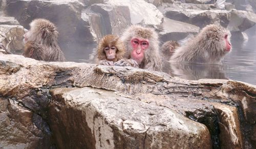 Monkey on rock in water