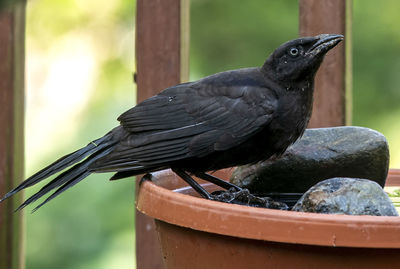 Pausing at the birdbath