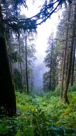 Trees in forest against sky