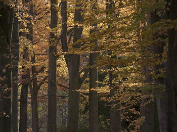 Close-up of trees in forest during autumn