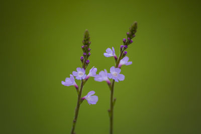 Close-up of purple flowering plant