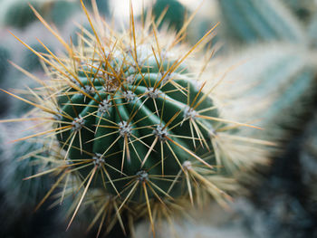 Close-up of cactus plant