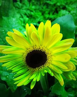 Close-up of yellow flower blooming outdoors