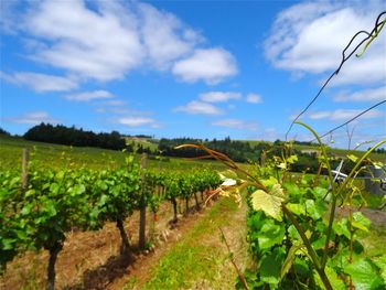 Scenic view of field against cloudy sky