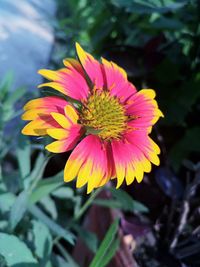 Close-up of yellow flower blooming outdoors