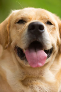 Close-up portrait of dog