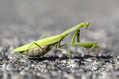 Close-up of insect on leaf