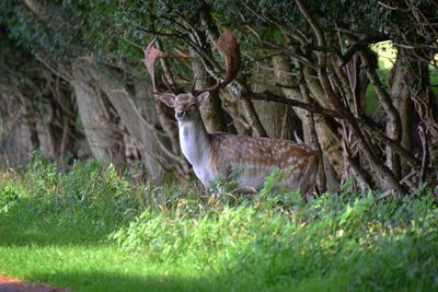 Deer standing in grass