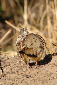 Close-up of a bird