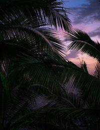 Low angle view of palm tree against sky