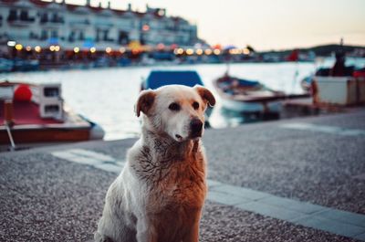 Portrait of dog standing on harbor against sky