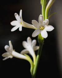 Close-up of white flowering plant