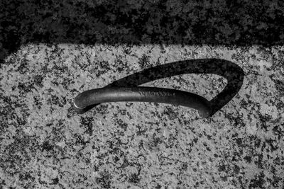 High angle view of lizard