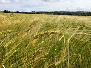 Scenic view of wheat field against sky