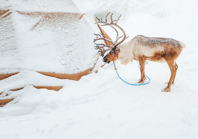 View of deer on snow covered field