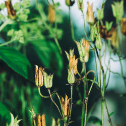 Close-up of plant