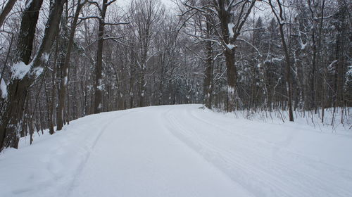 Road passing through forest
