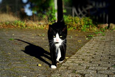 Portrait of a cat on floor