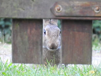 View of rabbit through fence