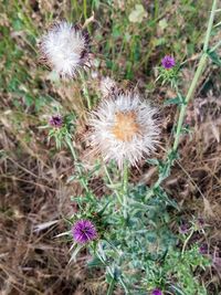 High angle view of purple flowering plant on field