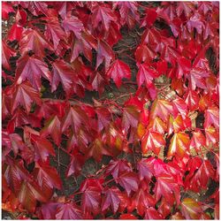 Full frame shot of red leaves