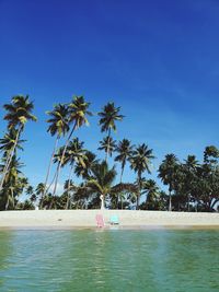 Palm trees by swimming pool against blue sky