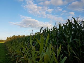 Crops growing on field against sky