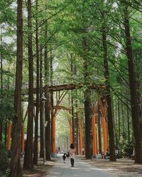 Rear view of woman walking amidst trees