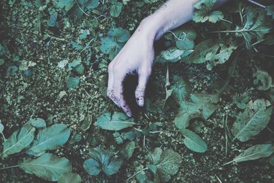 Low section of person feeding by plants