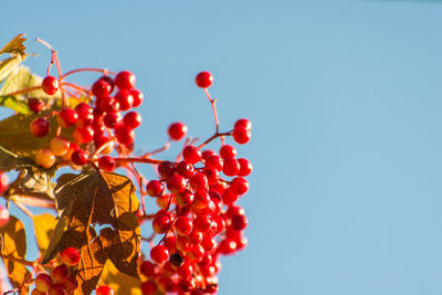 Low angle view of red berries growing on plant against clear sky