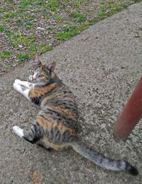 High angle view of cat