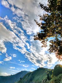 Low angle view of trees against sky