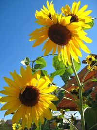 Close-up of sunflower